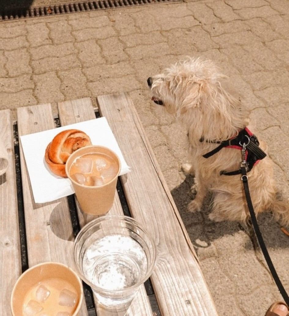 Iced Coffee und Zimtschnecke auf einer Bank, daneben wartet ein Hund